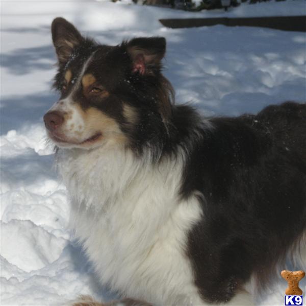 Stud Dogs - Australian Shepherd